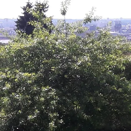 Studio Rayane Vue Manifique Sur Bordeaux *